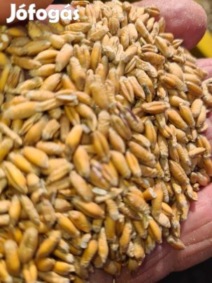 Tritikálé eladó Kecelen