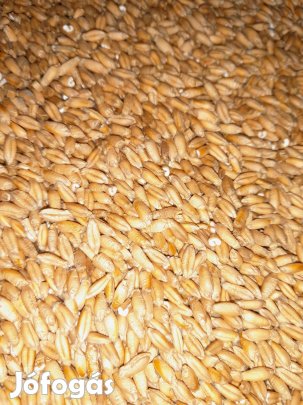 Tritikálé eladó 