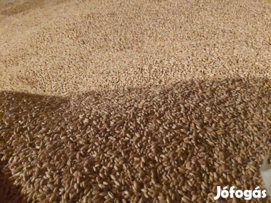 Tritikálé eladó - 100 mázsa, 8000 Ft/mázsa áron