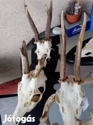 Trófea - agancs vadász hagyaték