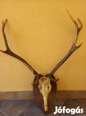 Trófea (szarvas agancs) eladó!