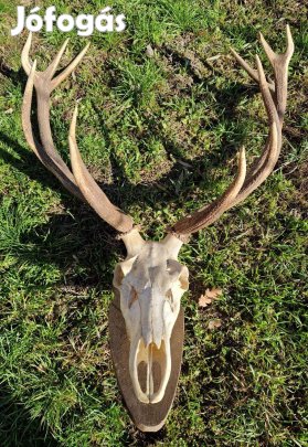 Trófea és agancs eladó