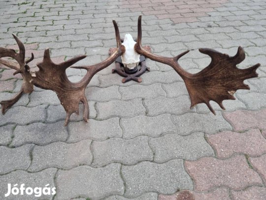 Trófea gyűjtemény