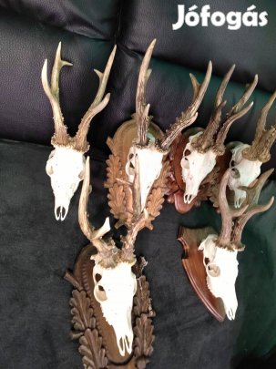 Trófea gyűjtemény