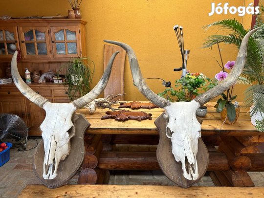 Trófea szürkemarha eladó!