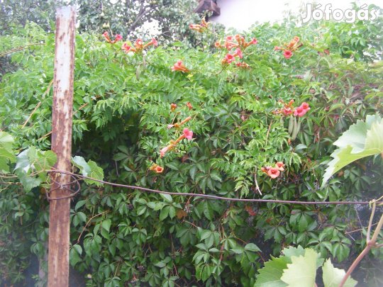 Trombita folyondár egy éves gyökeres vesszők