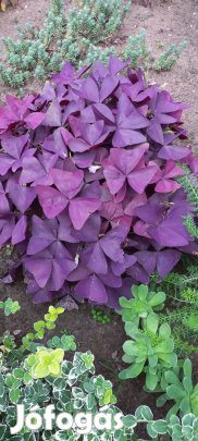 Tubarózsa hagyma. Madársóska gumó