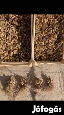 Tubarózsa hagyma nagy tételben