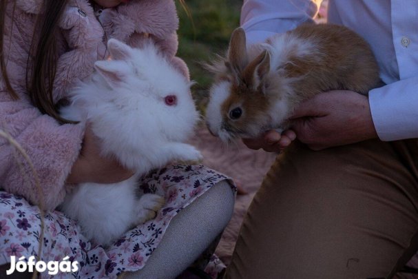 Tündéri kezes szelíd törpenyuszik