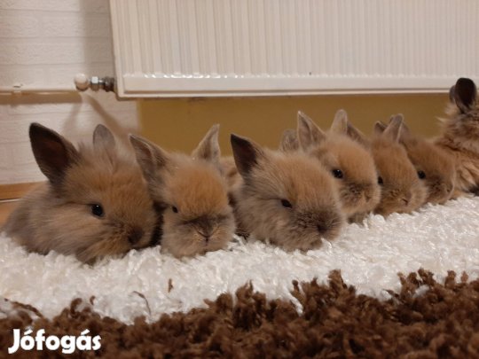 Tündéri oroszlánfejű törpenyúl 03. 27től új otthont keres