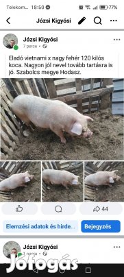 Turcsi orru keverek koca elado jol nevel 