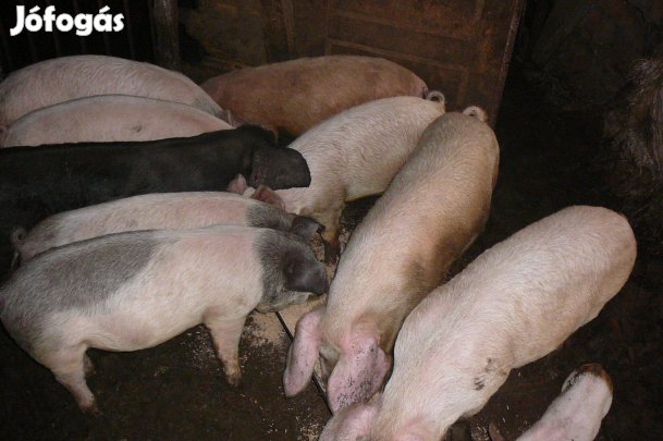 Túrcsi orru sűldők eladok