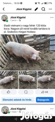 Turcsi orru x vietnami keverek jól nevelő koca elado 