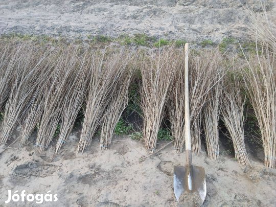 Turkesztáni szil, pusztaszil, szilfa csemete