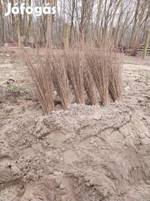 Turkesztáni szil pusztaszil fa csemete 