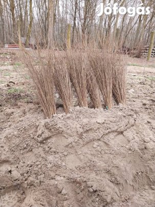 Turkesztáni szil pusztaszil fa csemete 