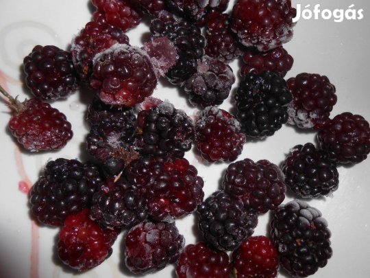 Tüskementes fekete szeder tövek