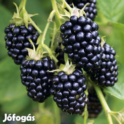 Tüskementes szeder tő