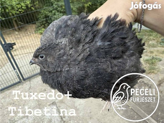 Tuxedo + Tibetana fürj tojás keltetésre