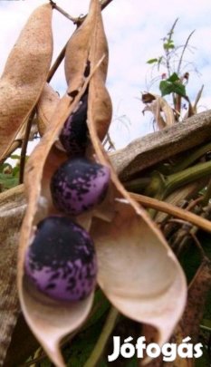 Tűzbab lóbab Virágbab