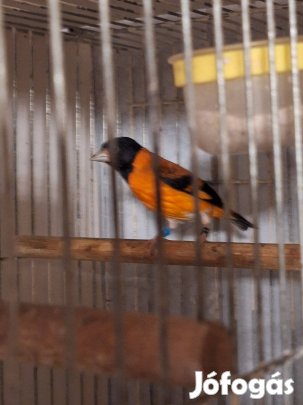 Tűzcsíz, tűzpinty eladó