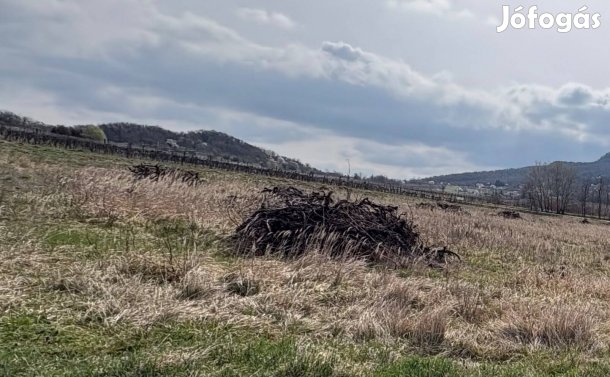 Tüzelőnek kivágott szőlőtőkék elvihetők ingyen