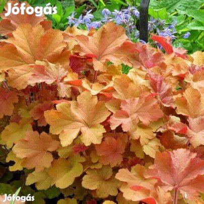 Tűzeső évelő, narancssárga, kerti zöld cserépben 1000.-/db