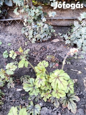 Tűzeső télálló virág ki