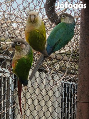 Tűzfarkú papagáj eladó