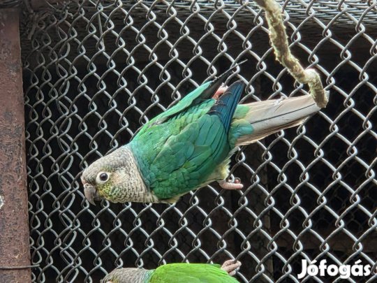 Tűzfarkú vagy Pyrrhura vagy Zöldarcú vörös farkú papagáj