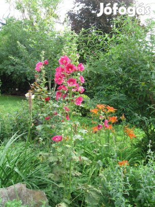 Tűzliliom tövek eladóak !