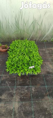 Tűzőanyag paprika paradicsom eladó