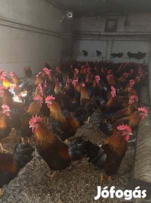 Tyúk, kakas, baromfi