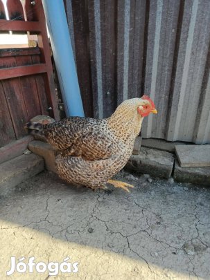 Tyúk eladó ( tavalyi)