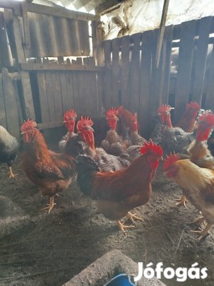Tyúk és kakas 1600 ft/kg