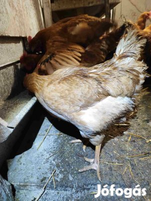Tyúk házi eladó!