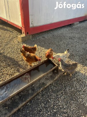 Tyúk jérce eladó  