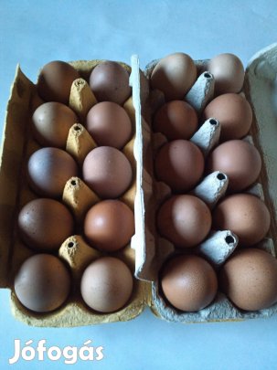 Tyúk tojás kapható.