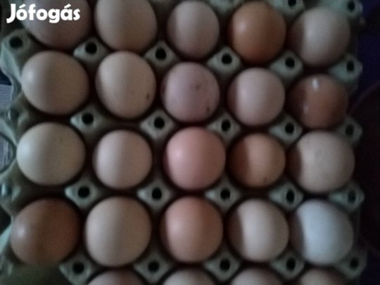 Tyúk tojás keltetésre 