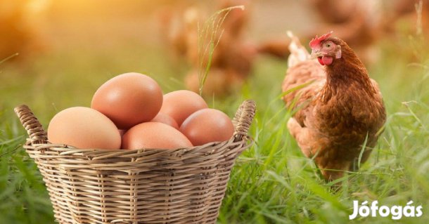 Tyúk tojás paraszti gazdaságból szabad tartású folyamatosan ea