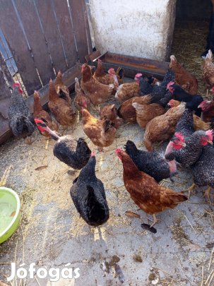 Tyúkok eladó