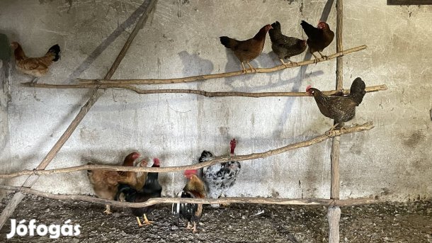 Tyúkok eladóak