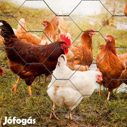 Tyúkok jércék 