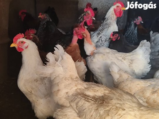 Tyúkok kakasok eladók 