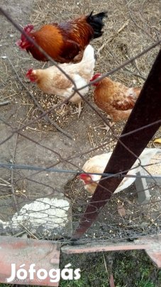 Tyúkok kakassal együtt gazdát cserélnének