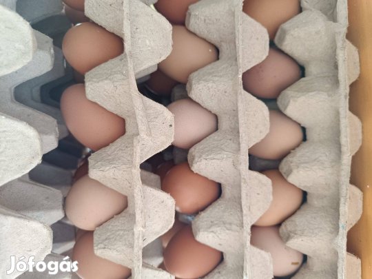 Tyúktojás keltetésre Szabadtartású Bio tojás tápmentes házi kapirgálós