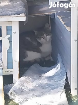 Ugrós cica örökbefogadó gazdit keres ingyenesen