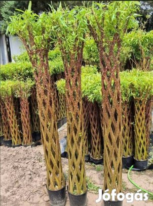 Uj Amerikai fonott fűzfák