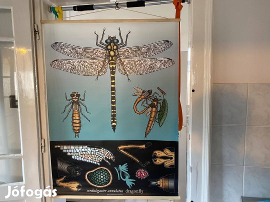 Új Ikea Sibbared vászon rovaros kép dekoráció