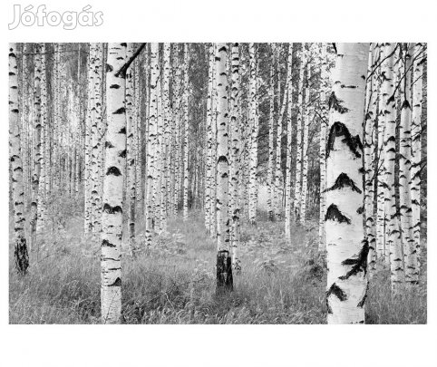 Új Woods tapéta 248x368